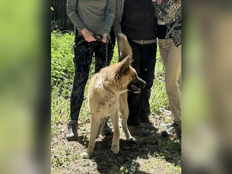 Wunderschöner Akita-Mix, ca. 1,5 J., rundum freundlich, kastriert
