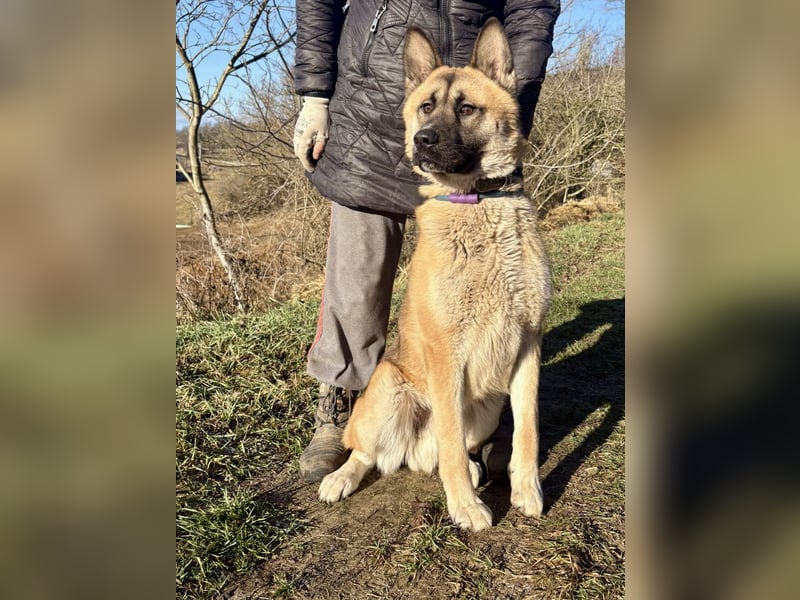 Wunderschöner Akita-Mix, ca. 1,5 J., rundum freundlich, kastriert