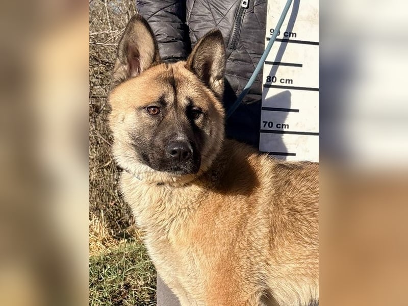 Wunderschöner Akita-Mix, ca. 1,5 J., rundum freundlich, kastriert