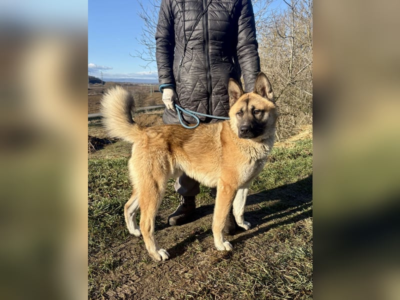 Wunderschöner Akita-Mix, ca. 1,5 J., rundum freundlich, kastriert
