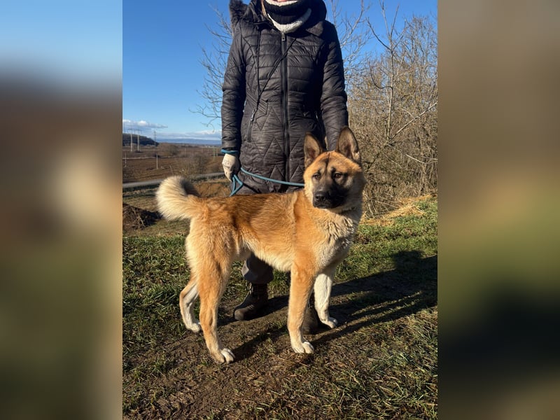 Wunderschöner Akita-Mix, ca. 1,5 J., rundum freundlich, kastriert