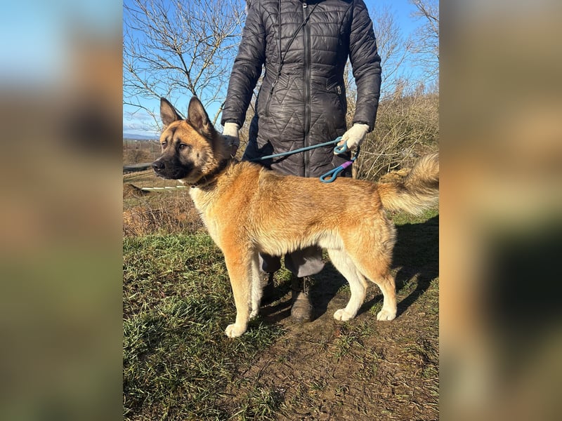 Wunderschöner Akita-Mix, ca. 1,5 J., rundum freundlich, kastriert