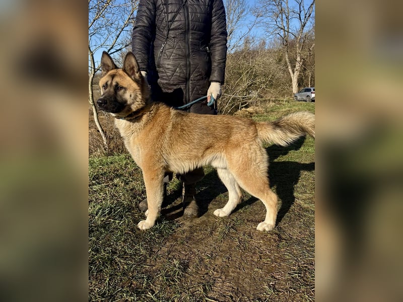 Wunderschöner Akita-Mix, ca. 1,5 J., rundum freundlich, kastriert