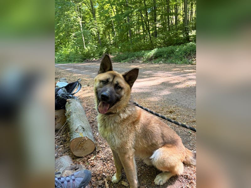 Wunderschöner Akita-Mix, ca. 1,5 J., rundum freundlich, kastriert