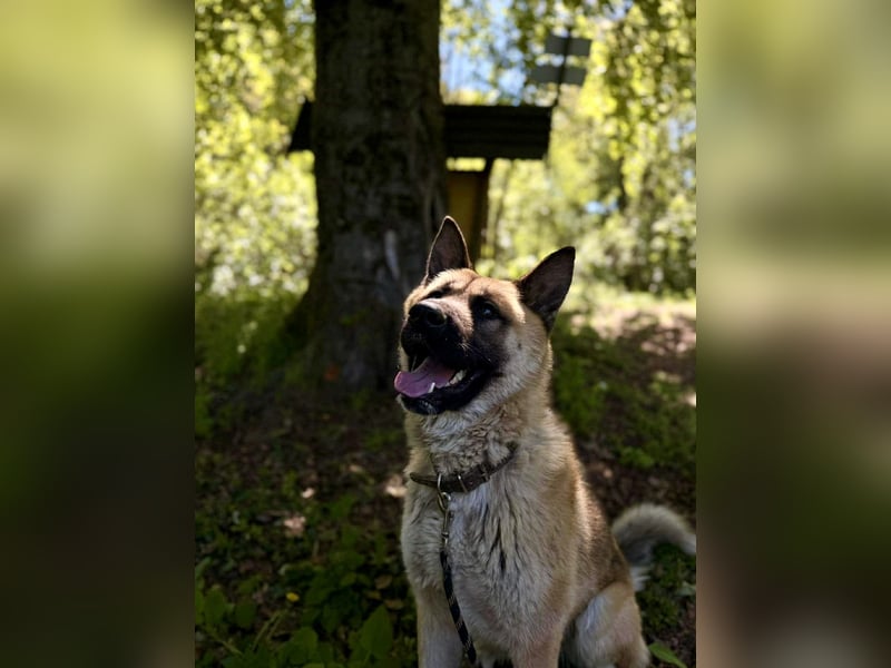 Wunderschöner Akita-Mix, ca. 1,5 J., rundum freundlich, kastriert