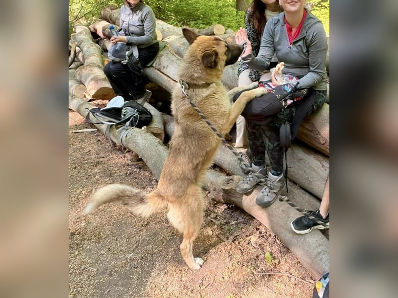 Wunderschöner Akita-Mix, ca. 1,5 J., rundum freundlich, kastriert