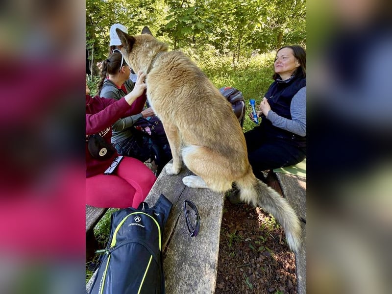 Wunderschöner Akita-Mix, ca. 1,5 J., rundum freundlich, kastriert