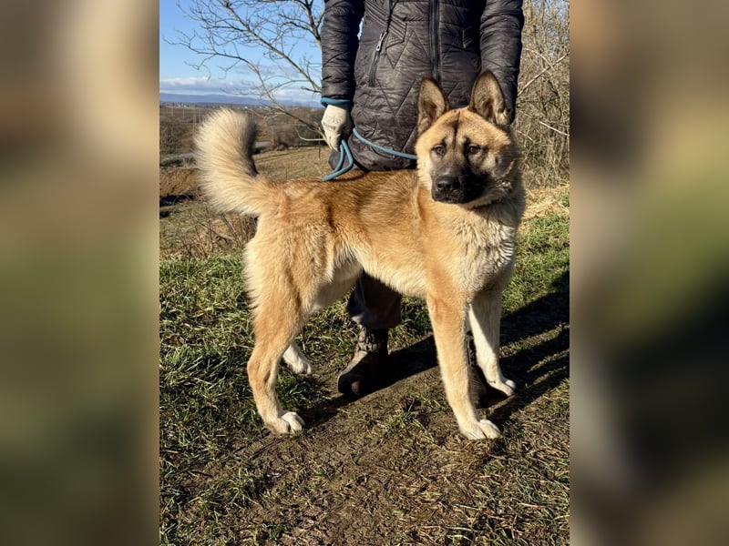 Wunderschöner Akita-Mix, ca. 1,5 J., rundum freundlich, kastriert