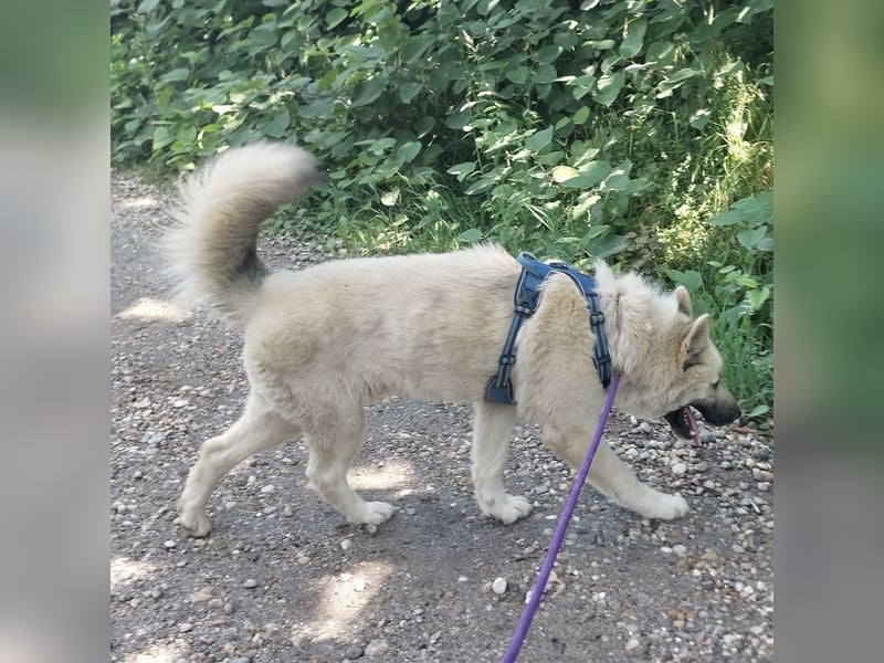 Loki ein großer Bub mit großen Herz