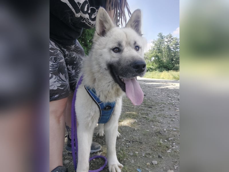 Loki ein großer Bub mit großen Herz