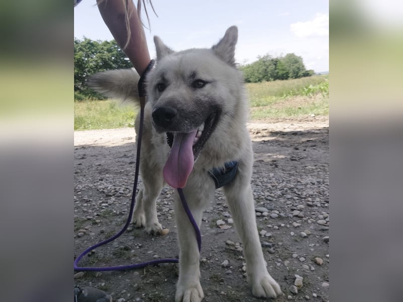Loki ein großer Bub mit großen Herz