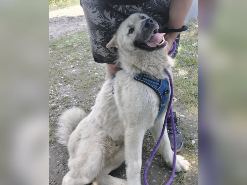 Loki ein großer Bub mit großen Herz