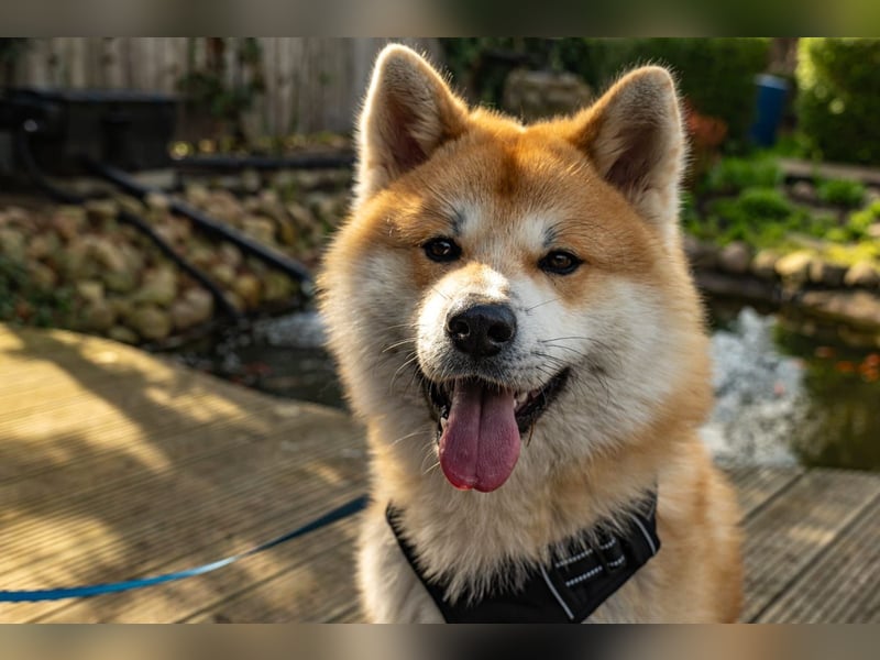 Hübsche Akita Inu Welpen