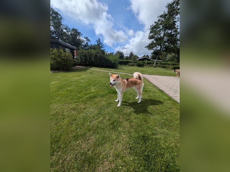 Hübsche Akita Inu Welpen