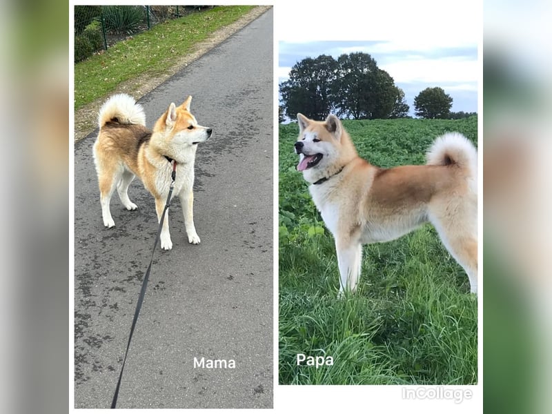 Hübsche Akita Inu Welpen