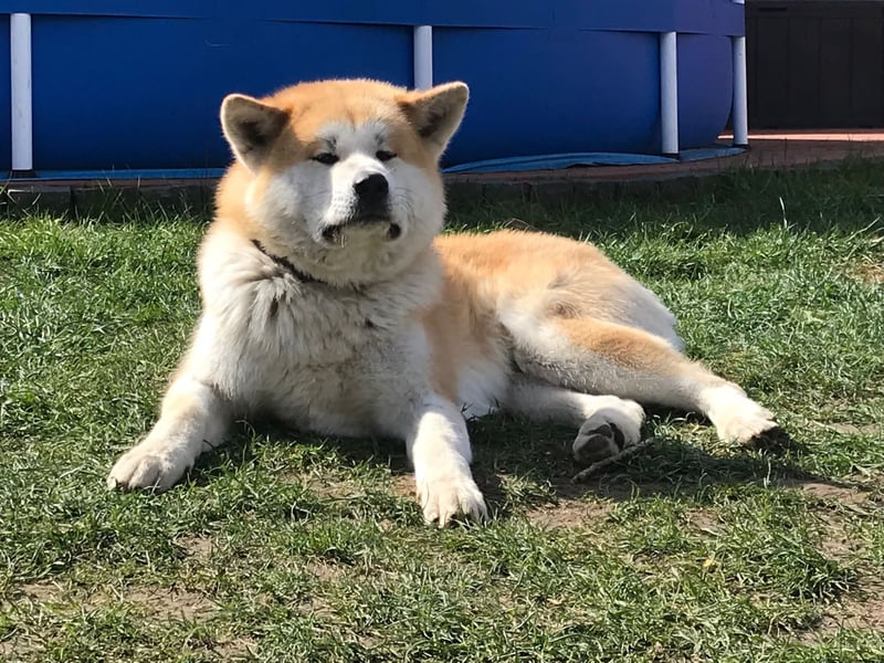 Hübsche Akita Inu Welpen