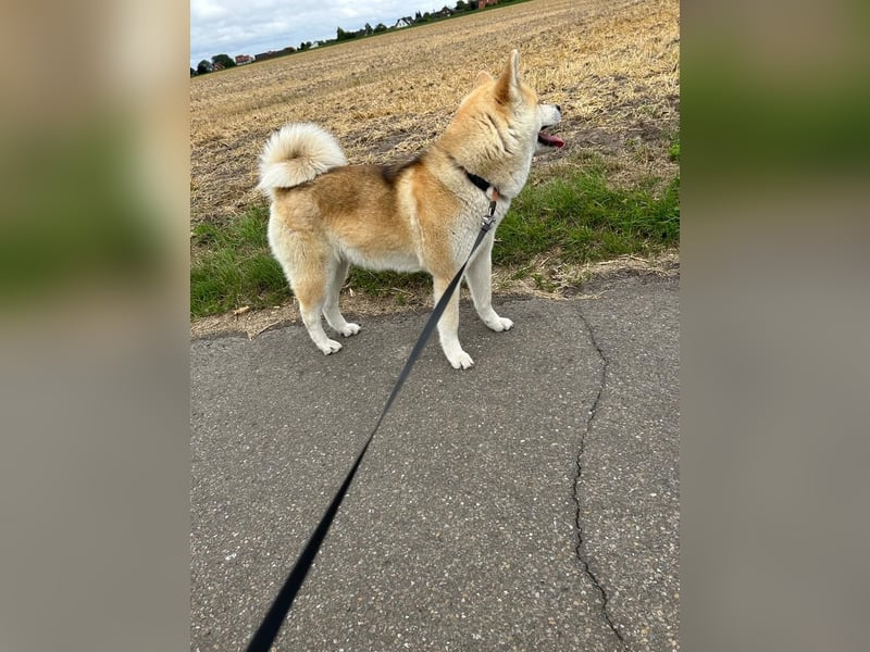 Hübsche Akita Inu Welpen