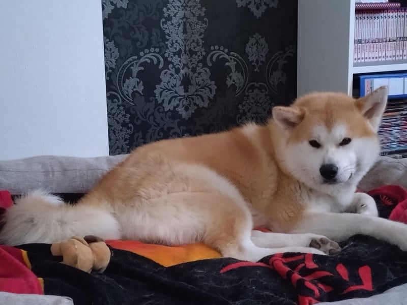 Hübsche Akita Inu Welpen