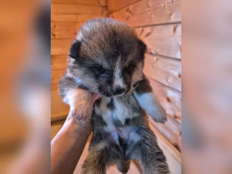 Hübsche Akita Inu Welpen