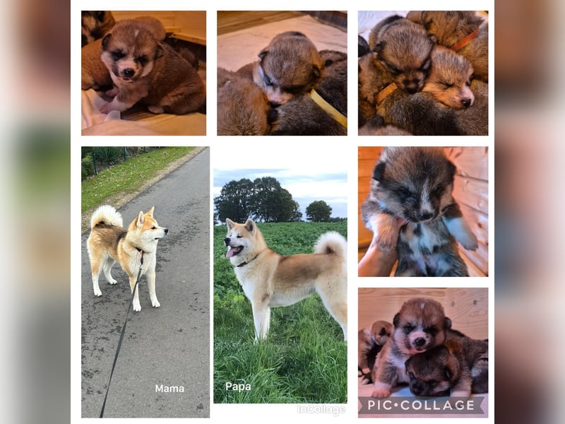 Hübsche Akita Inu Welpen