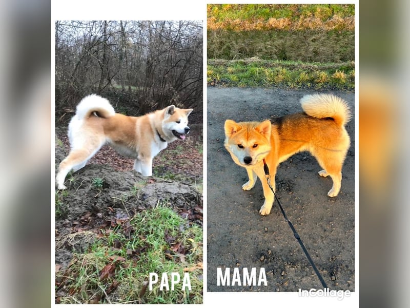 Hübsche Akita Inu Welpen