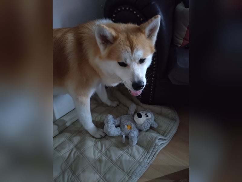 Hübsche Akita Inu Welpen