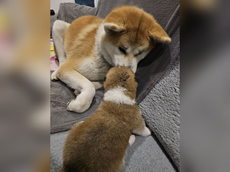 Akita Inu Welpen