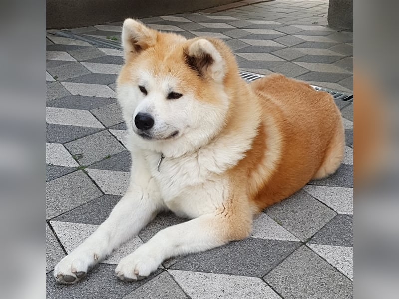 Akita Inu Welpen