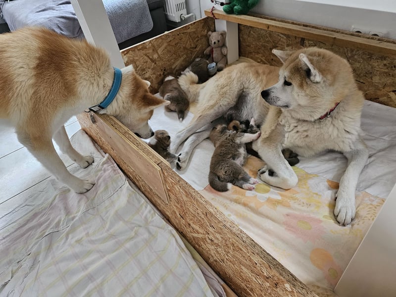 Akita Inu Welpen