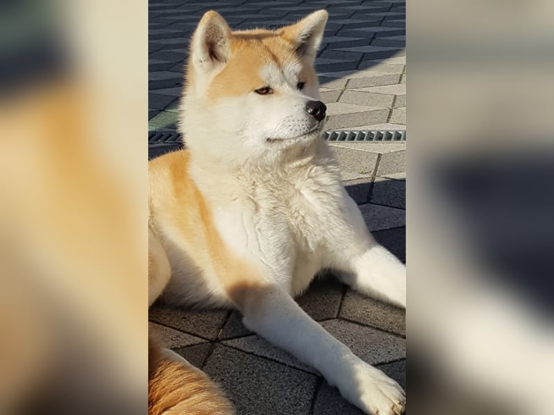 Akita Inu Welpen