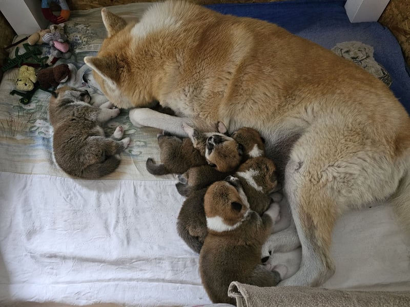 Akita Inu Welpen