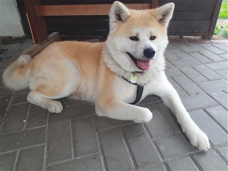 Akita Inu Welpen