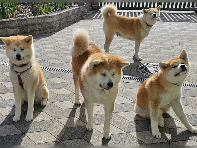 Akita Inu Welpen