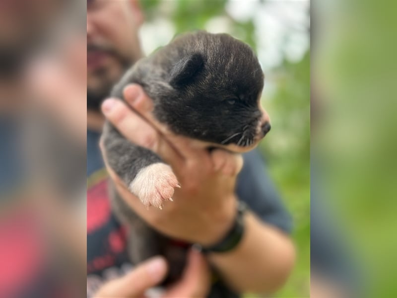 Reinrassige Jap. Akita Inu Welpen suchen neues Zuhause.