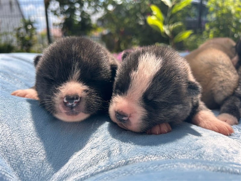 Reinrassige Jap. Akita Inu Welpen suchen neues Zuhause.