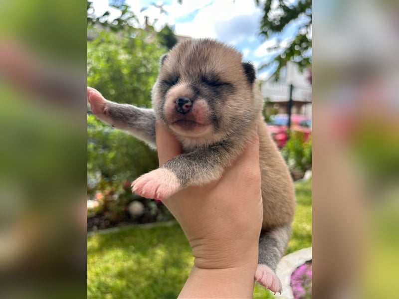 Reinrassige Jap. Akita Inu Welpen suchen neues Zuhause.