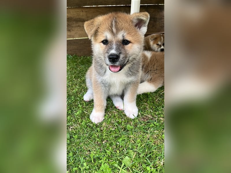 Akita Inu Welpen