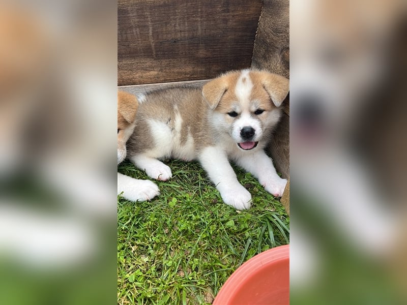 Akita Inu Welpen