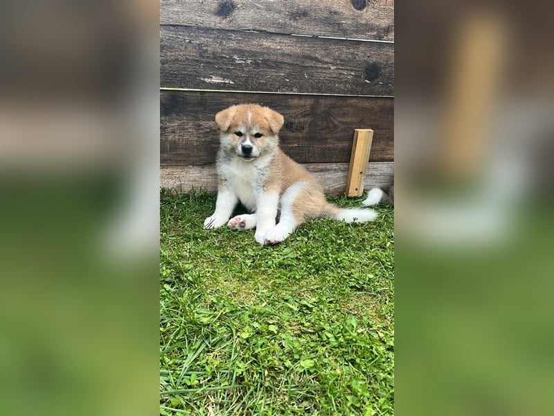 Akita Inu Welpen