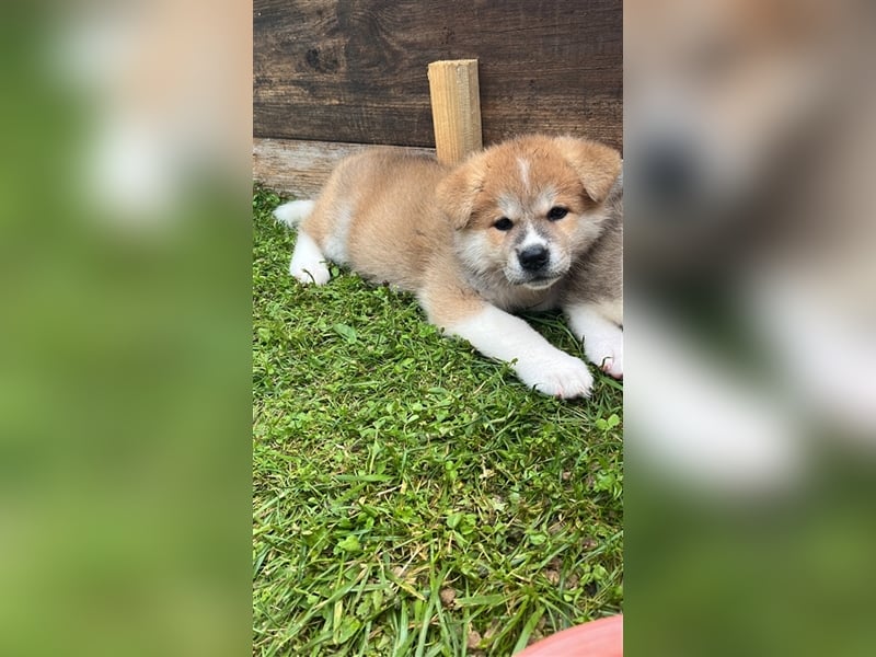 Akita Inu Welpen