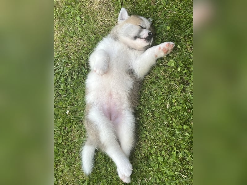 Akita Inu Welpen