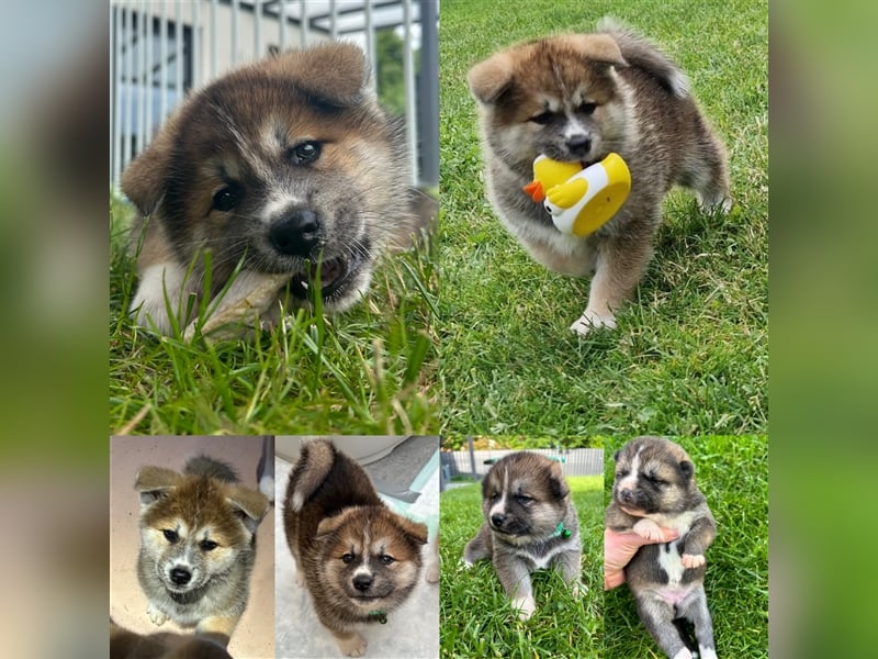 Akita Inu Welpen Minden auszugsbereit