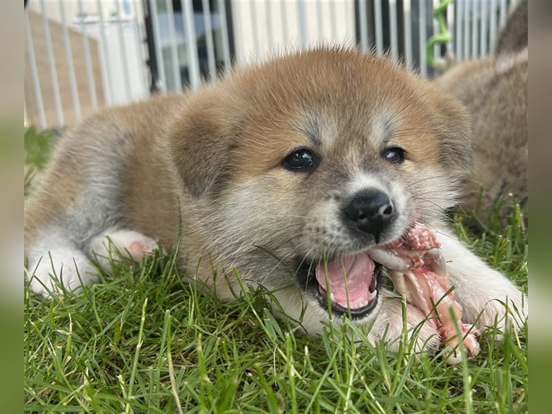 Akita Inu Welpen Minden auszugsbereit