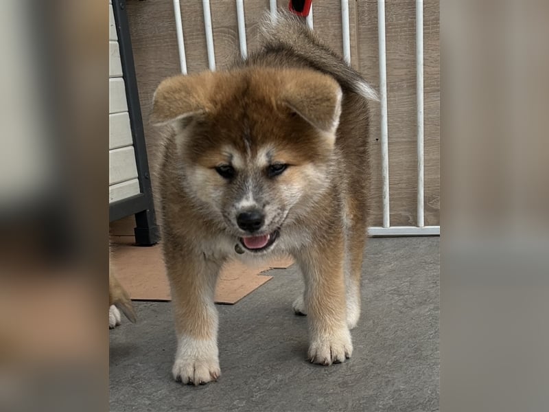 Akita Inu Welpen Minden auszugsbereit