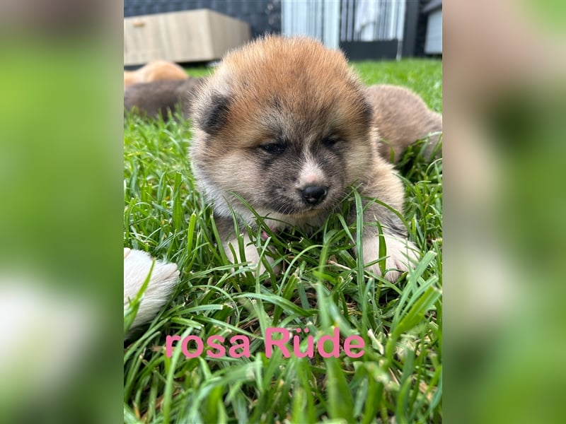 Akita Inu Welpen Minden auszugsbereit