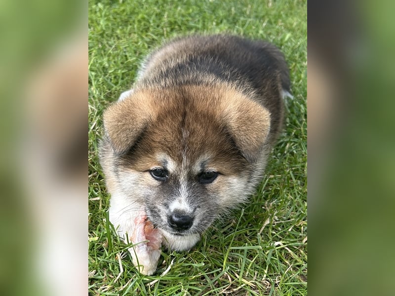 Akita Inu Welpen Minden auszugsbereit