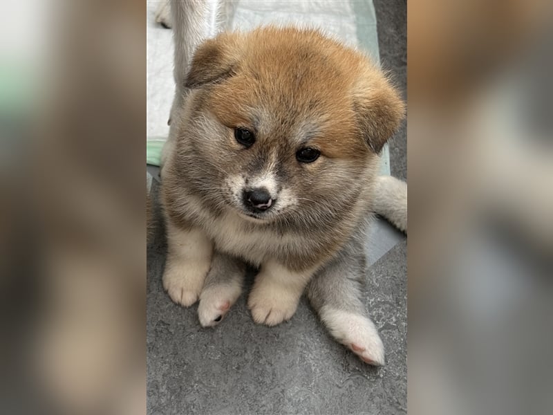 Akita Inu Welpen Minden auszugsbereit