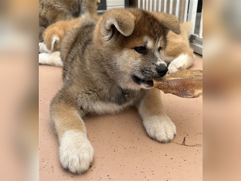 Akita Inu Welpen Minden auszugsbereit