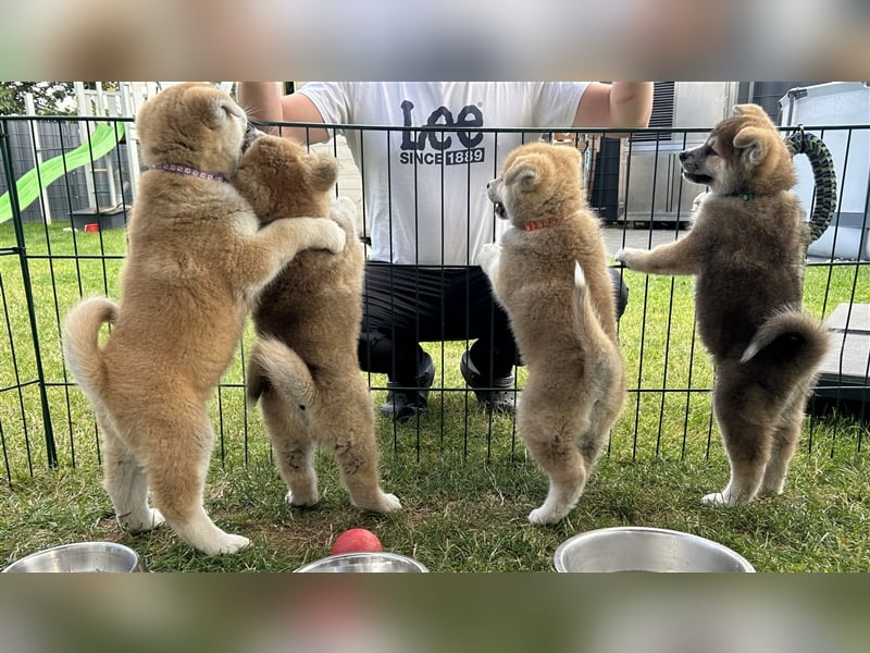 Akita Inu Welpen Minden auszugsbereit