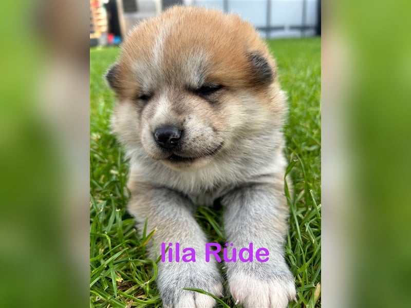 Akita Inu Welpen Minden auszugsbereit